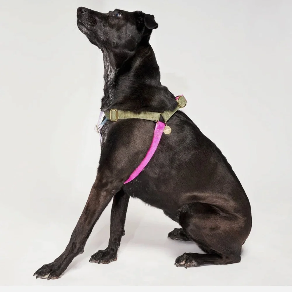 NWT Found My Animal Jolie Flat Webbing Dog Harness Ombré Cotton Medium $68